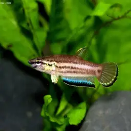 Krabi Mouth Brooding Betta, photo 4