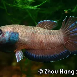 Krabi Mouth Brooding Betta, photo 5