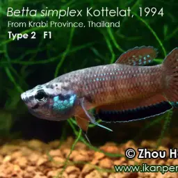 Krabi Mouth Brooding Betta, photo 6