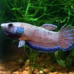 Krabi Mouth Brooding Betta, photo 7