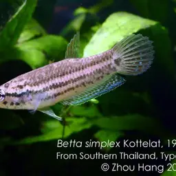 Krabi Mouth Brooding Betta, photo 8