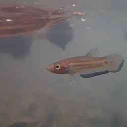 Krabi Mouth Brooding Betta, photo 9
