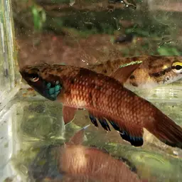 Krabi Mouth Brooding Betta, photo 11