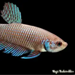 Emerald green betta