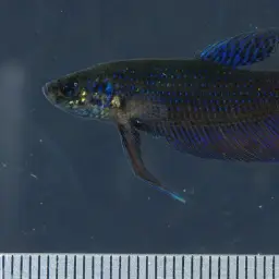 Emerald green betta, photo 2