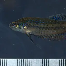 Emerald green betta, photo 4