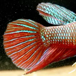 Emerald green betta, photo 5