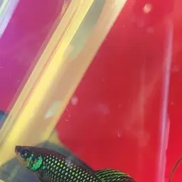 Emerald green betta, photo 6
