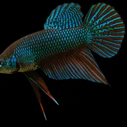 Emerald green betta, photo 7