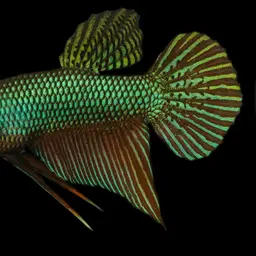 Emerald green betta, photo 8