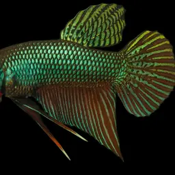 Emerald green betta, photo 9
