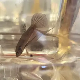 Emerald green betta, photo 10