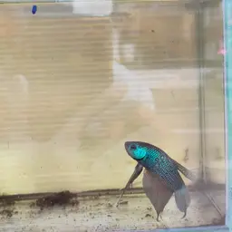 Emerald green betta, photo 11