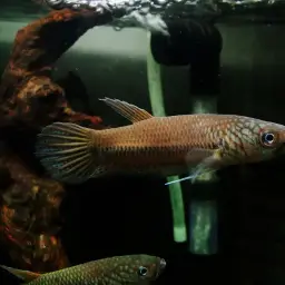 Fighting Fishes