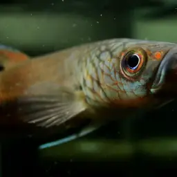 Fighting Fishes, photo 2