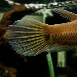 Fighting Fishes, photo 3