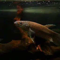Fighting Fishes, photo 4
