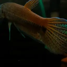 Fighting Fishes, photo 5