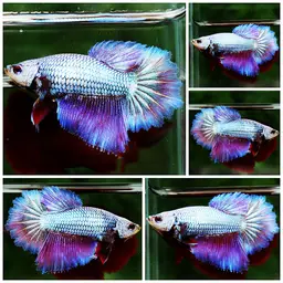 Betta, photo 10