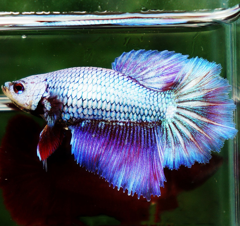 Betta (Betta splendens) · Aquariumpro