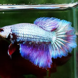 Betta, photo 11