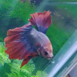 Betta, photo 12