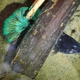 Betta