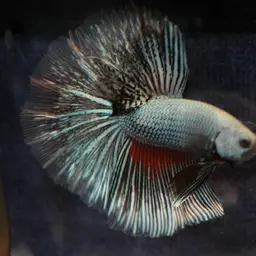 Betta, photo 3
