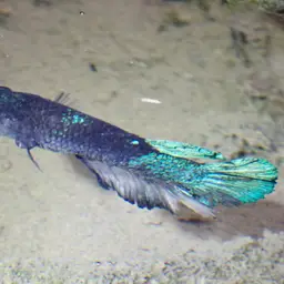 Betta, photo 2