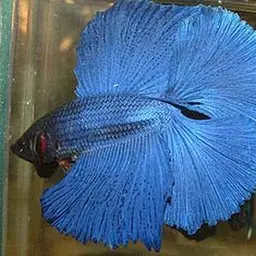 Betta, photo 4
