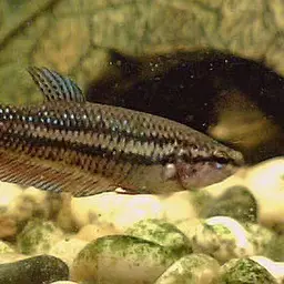 Betta, photo 5