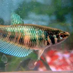 Betta, photo 6