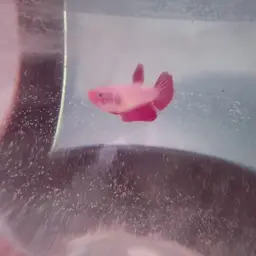 Betta, photo 7