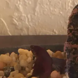 Betta, photo 8