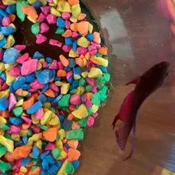 Betta, photo 9