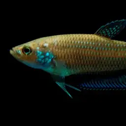 Terengganu Betta