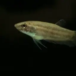 Terengganu Betta, photo 2