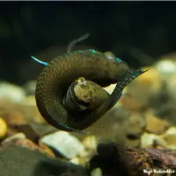 Terengganu Betta, photo 3