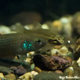 Terengganu Betta, photo 4