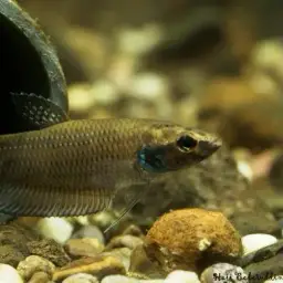 Terengganu Betta, photo 5