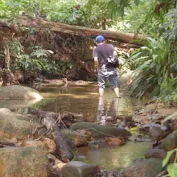 Terengganu Betta, photo 6
