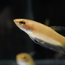 Terengganu Betta, photo 7