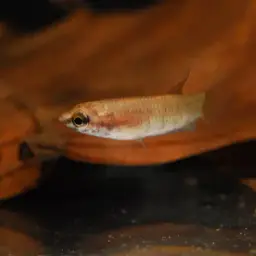 Terengganu Betta, photo 8
