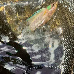Terengganu Betta, photo 9