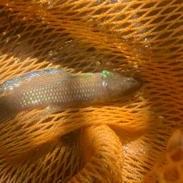 Terengganu Betta, photo 10