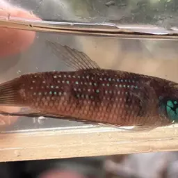 Terengganu Betta, photo 11