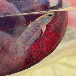 Terengganu Betta, photo 12