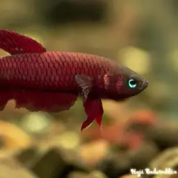 Chukai Betta