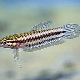 Chukai Betta, photo 2