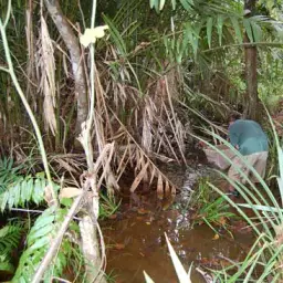 Chukai Betta, photo 3